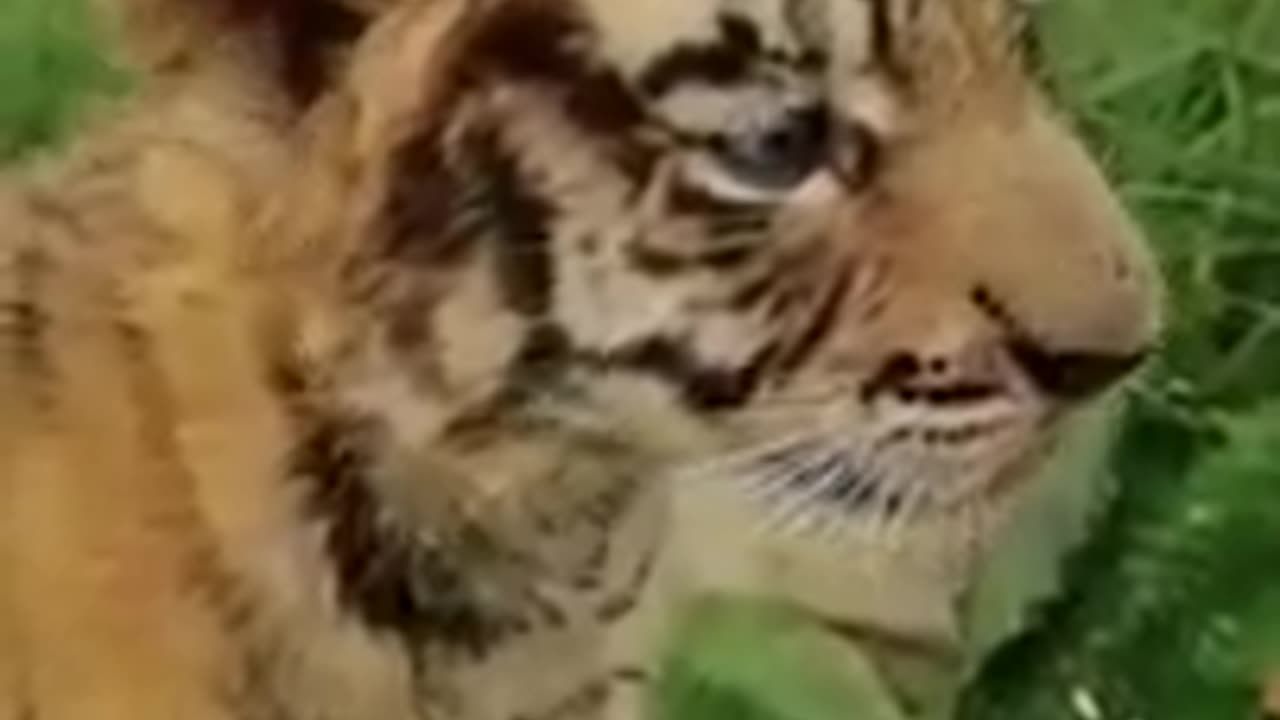 cutest tiger cub you have ever seen 🥰 🥰 🥰 #Shorts