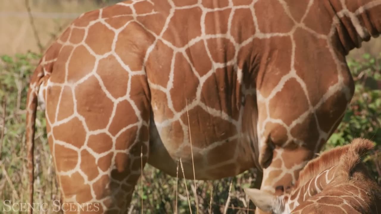 Baby Animals 4K - Amazing World of Young Animals