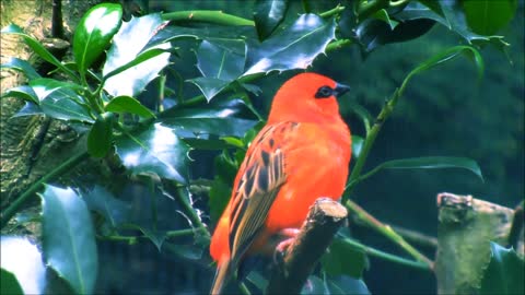 red fody bird singing