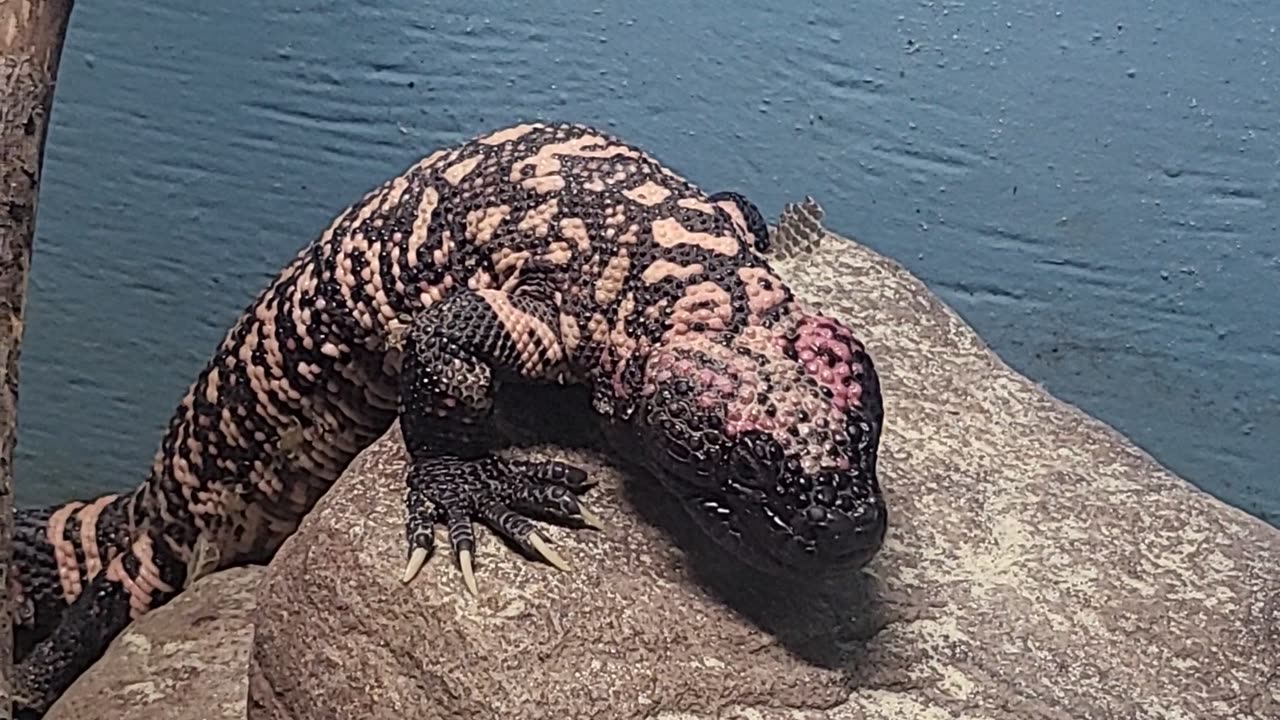 Gilaboi at Catoctin wildlife preserve