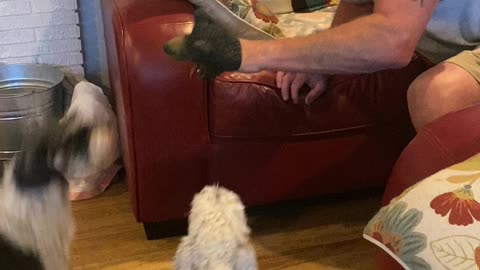 Mini Schnauzers