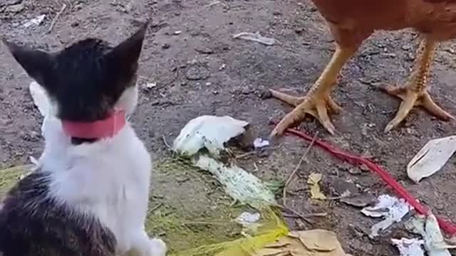 Don’t mess with the cat