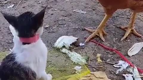 Don’t mess with the cat