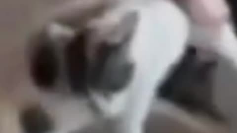 Funny moment cat very angry🤣🤣🤣