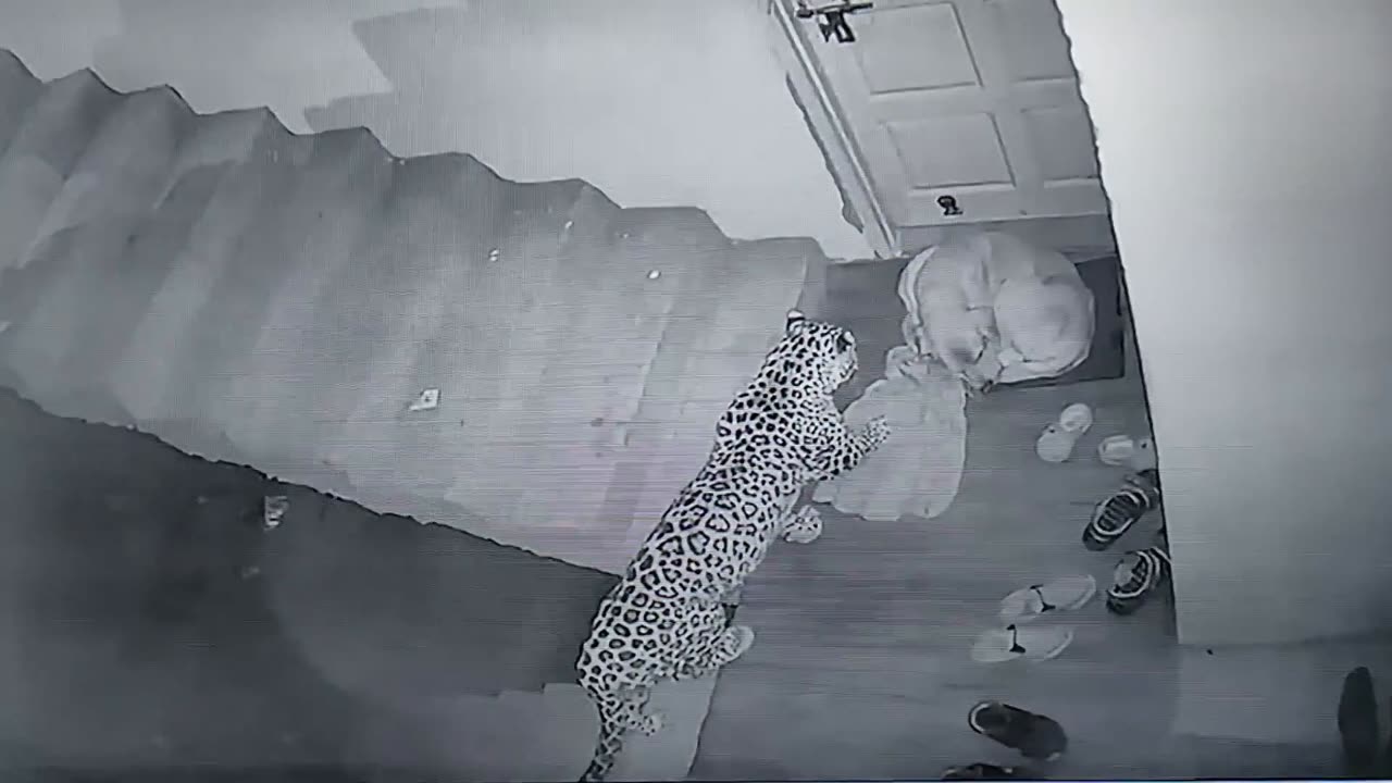 Leopard Attacks Neighbours Dog