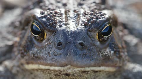 Frog Closeup scene