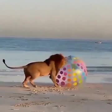 Be the Lion you are... Wokeness be Damned!