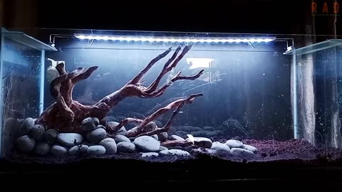 Make a simple tank for predator fish