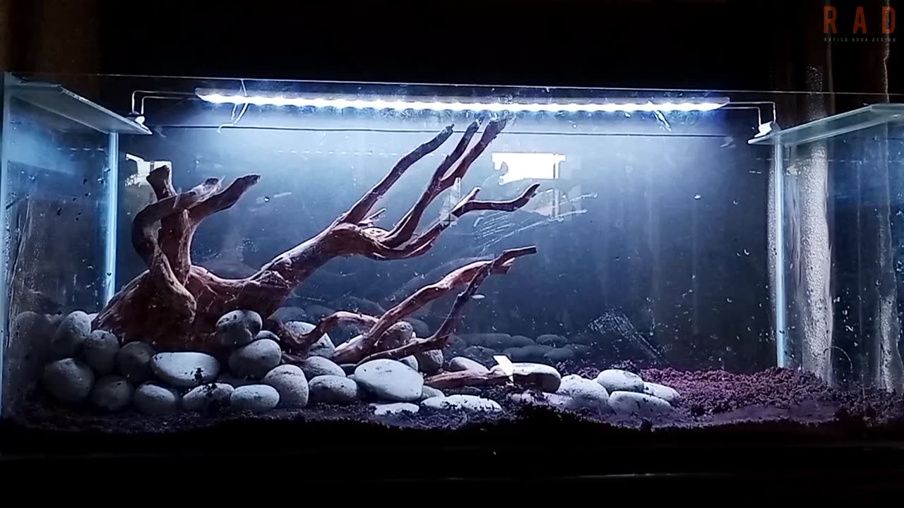 Make a simple tank for predator fish