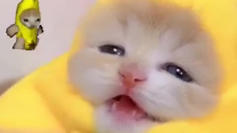 Happy cute kitty