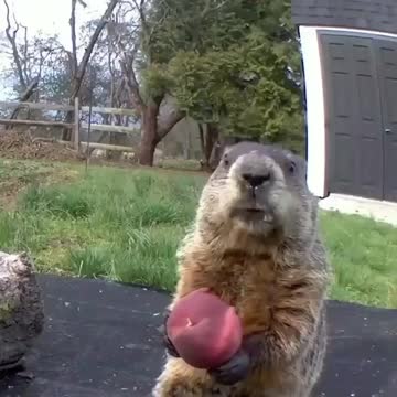 The beaver eats in a funny way