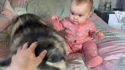 Scared Baby Refuses To Sleep In Her BIG Bed Without Her Husky!!😭. [CUTEST VIDEO EVER!!]