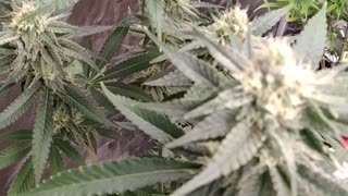 Indoor grow update