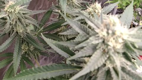 Indoor grow update