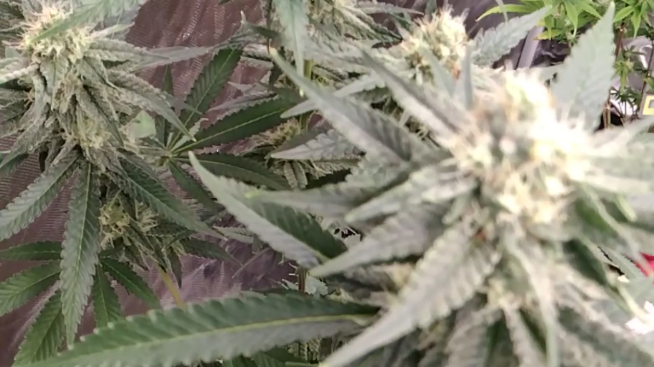 Indoor grow update
