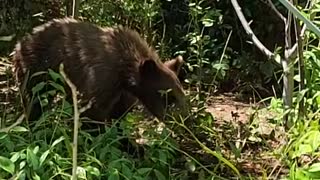 Mama Bear and Cubs Hanging Out Around House