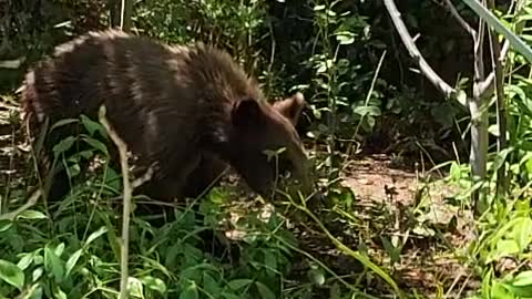 Mama Bear and Cubs Hanging Out Around House