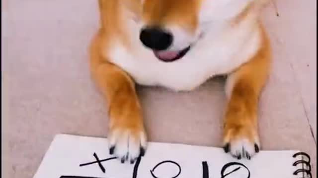 We look forward to a long and successful relationship with Be Your Own Pet.