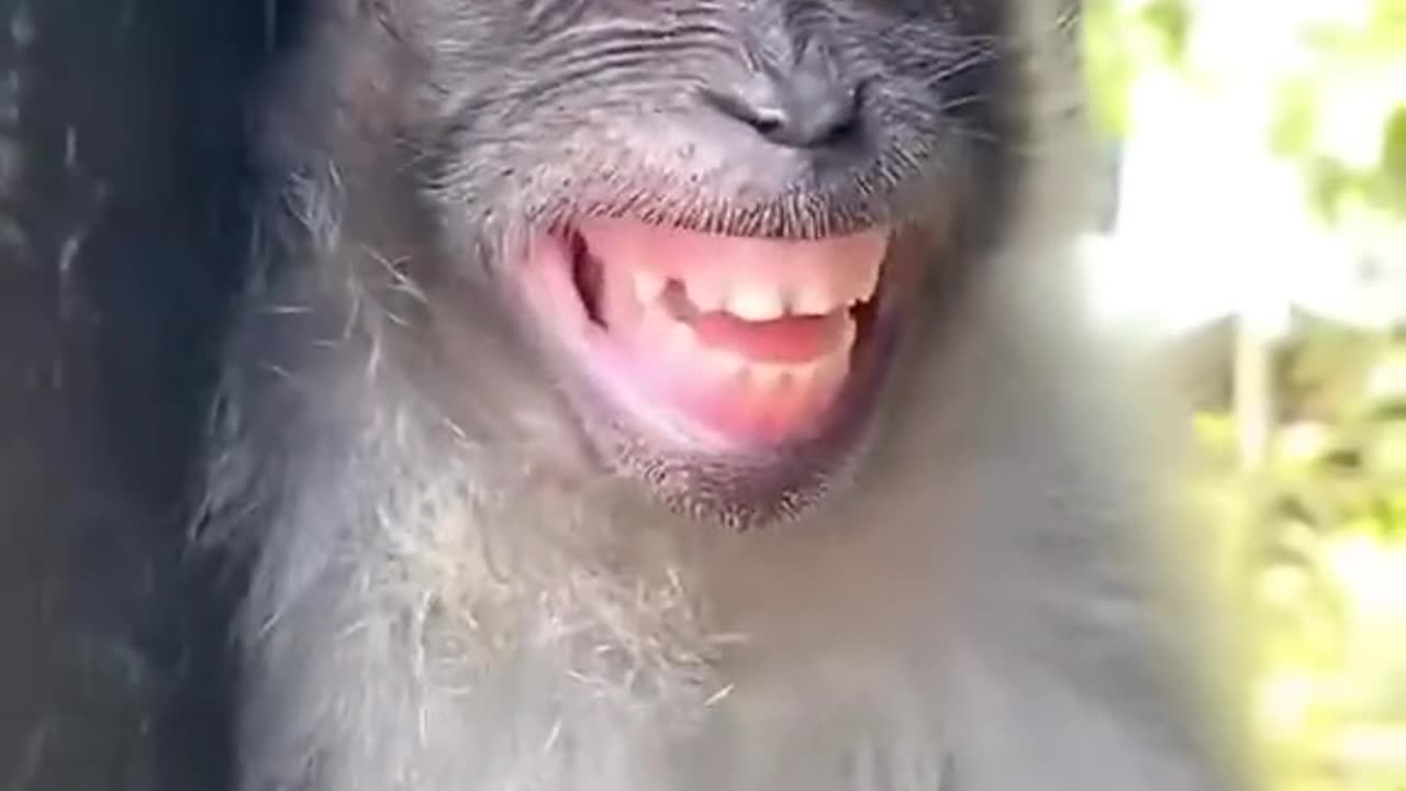 Funny animals#animals #animales #funnyanimals #animalesdivertidos #pets #funnyvideos