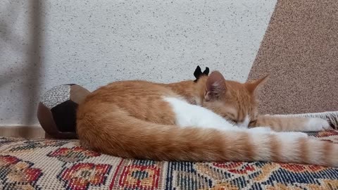 Autumn sleep of our cute cat on the carpet