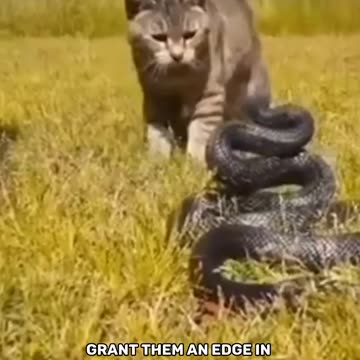 fight between a cat and a snake