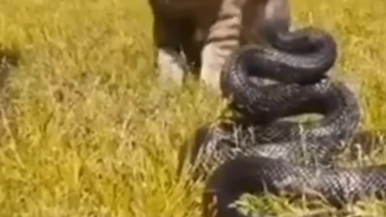 fight between a cat and a snake