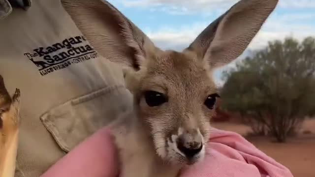 Mom's pouch is everywhere