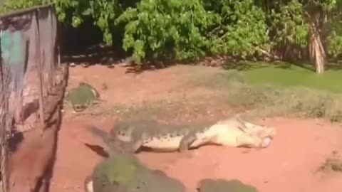 Gator Eating Gator