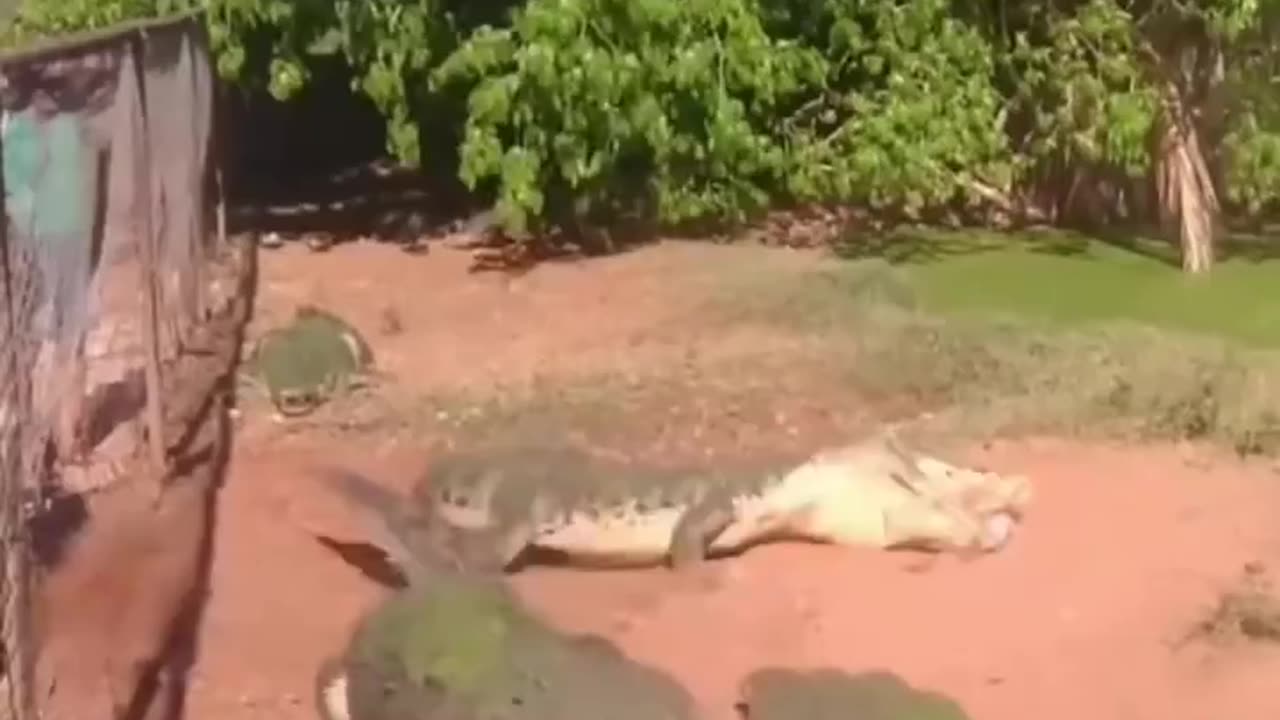 Gator Eating Gator