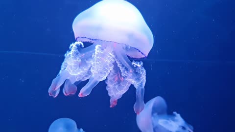 Hypnotic Jellyfish