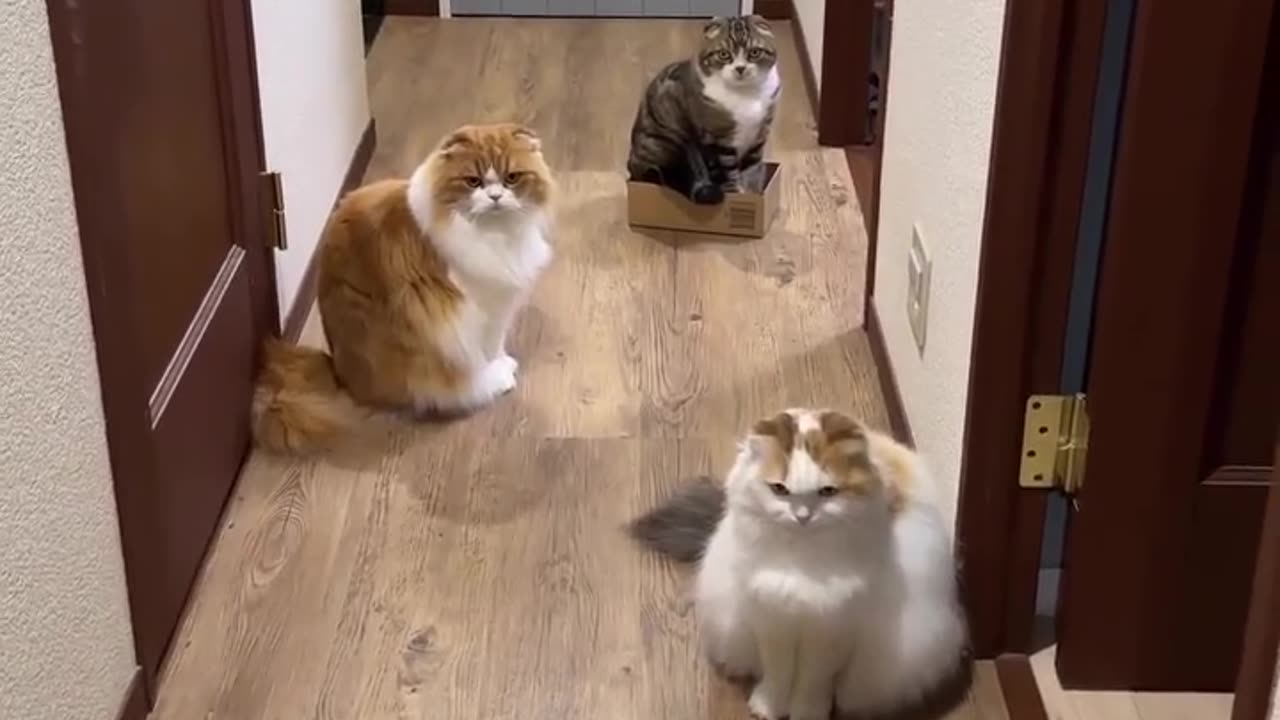 Three cat 😺❤️🔥💪🥹❤️🩹💯