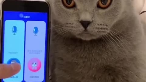 Cute cat video 😍💖 | viral cats video | cute kittens video| #kittenslover #catslover #shorts #viral