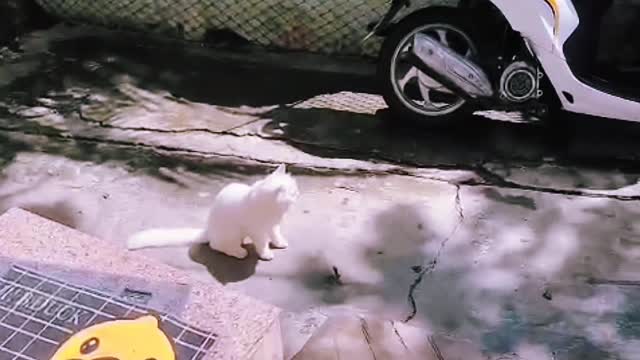 Cat Catching Lizard Outside Into My Home And Playing With It Viral Cat