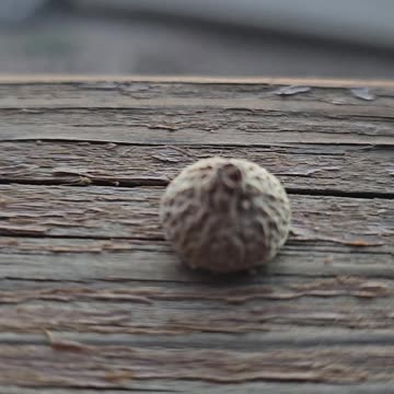 Moving Acorn Cap has surprise