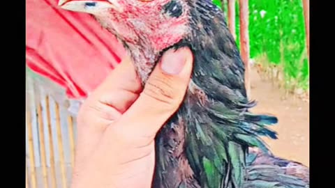 Aseel murga Ka shok Aseel birds