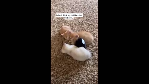 FUNNY ANIMALS