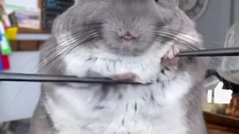 Musician mouse🐭🎵