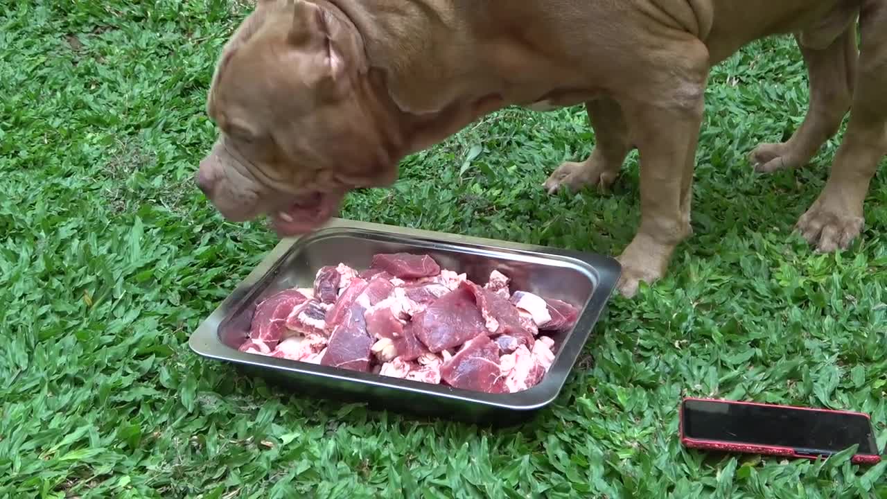 my two pitbull dogs who like to eat meat