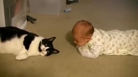 Cats Meeting New Born Babies For The First Time