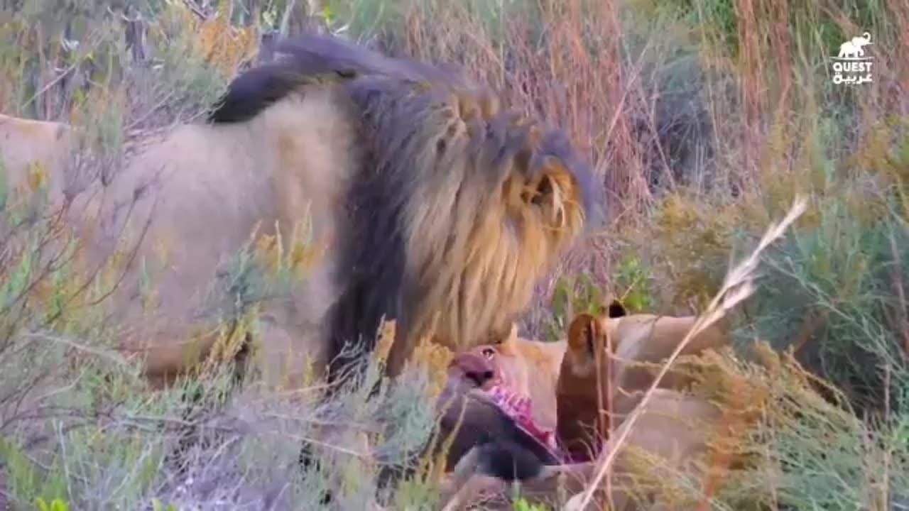 060-براري افريقيا حياة الزرافة القاسية في ادغال السڤانا