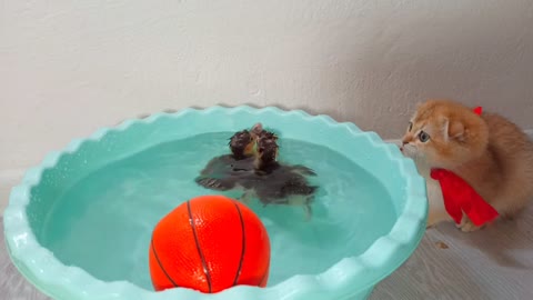 A little Scottish cat wants to catch the ducklings swimming in the water