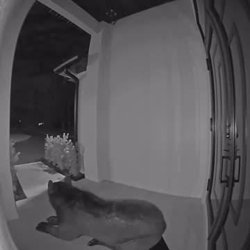 Imagine opening your front door or coming home and seeing this