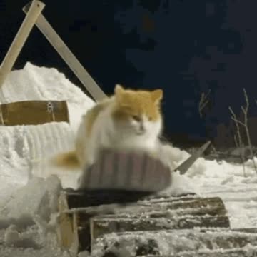 Cute Snowboarding Cat Gif! 🥰💗🐈❄️🏂