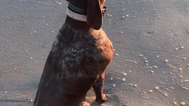 Dog Gazes Upon Serene Scene