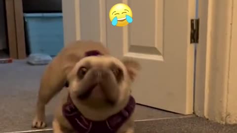 Dog Doesn't Want to Go Downstairs