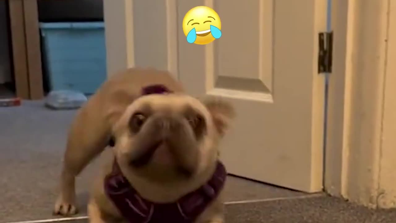 Dog Doesn't Want to Go Downstairs