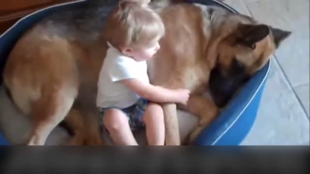Pets