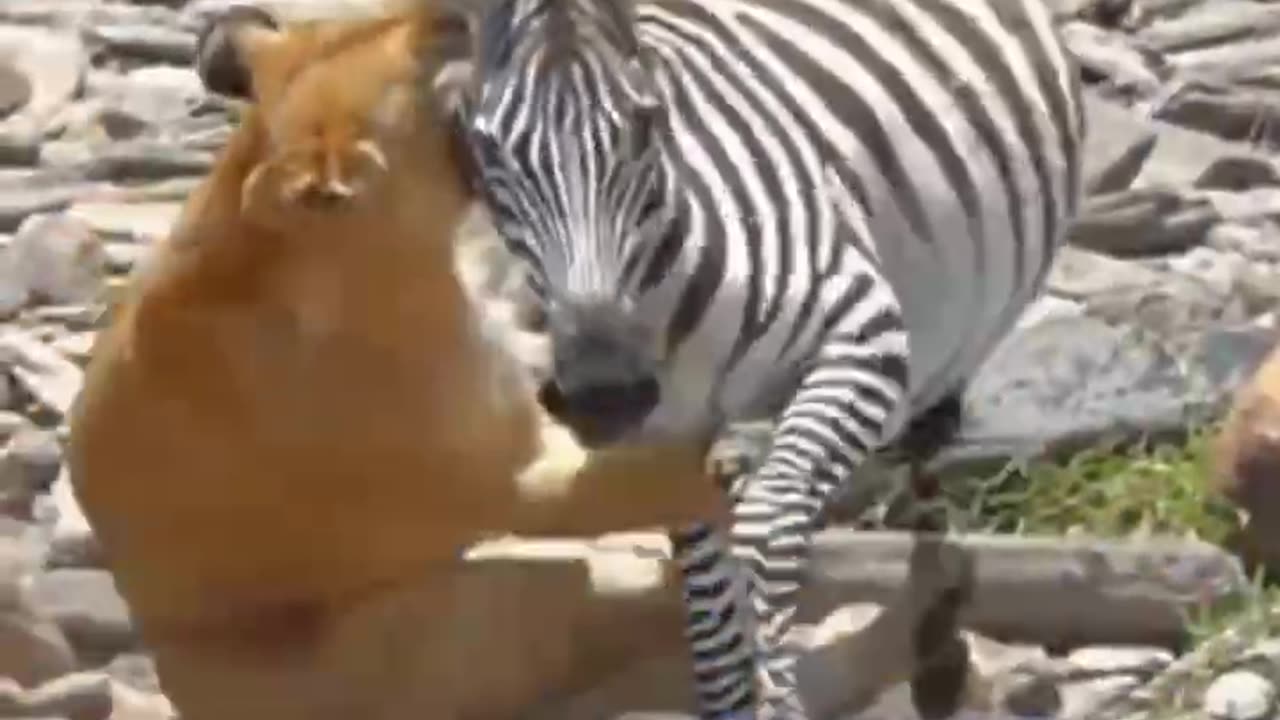 Loine attack on zebra