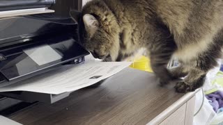 Printing Paper Keeps Kitty Occupied