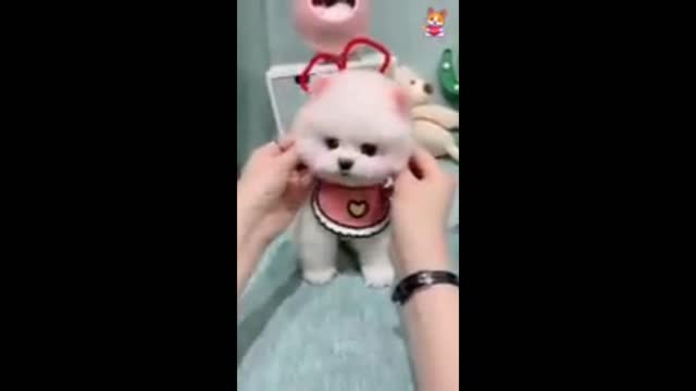 🐕🐕5 baby dogs 🐕 amazing video